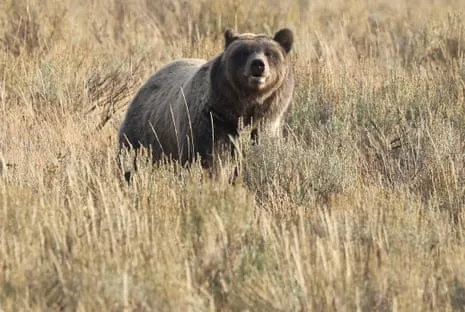 Backpacker Attacked by Bear in Wilderness Area Transported to Trauma Center